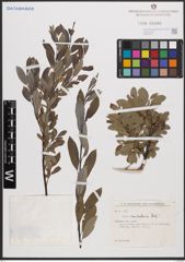 Foto von Salix cantabrica Rech. f.